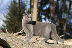 blue British Shorthair