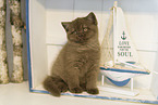 British Shorthair Kitten