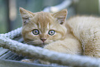 British Shorthair Kitten