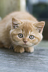 British Shorthair Kitten