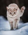 British Shorthair