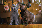 British Shorthairs