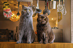 British Shorthairs