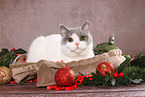 female British Shorthair