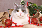 female British Shorthair
