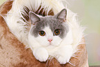 female British Shorthair