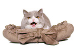 female British Shorthair