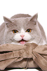 female British Shorthair