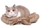 female British Shorthair