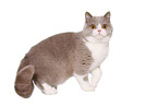 female British Shorthair