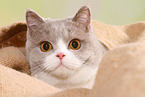 female British Shorthair