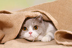female British Shorthair