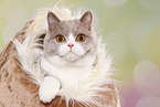 female British Shorthair