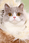 female British Shorthair