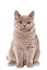 young female British Shorthair