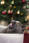 British Shorthair