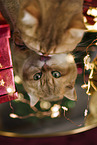 British Shorthair tomcat