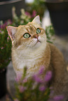 British Shorthair tomcat