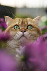 British Shorthair tomcat