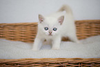 British Shorthair kitten