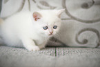 British Shorthair kitten