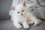 British Shorthair kitten