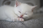 British Shorthair kitten