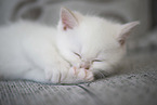 British Shorthair kitten