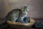 British shorthair kitten