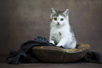 British shorthair kitten