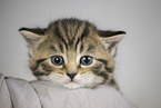British shorthair kitten