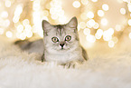British shorthair kitten