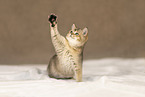 British shorthair kitten
