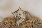 British shorthair kitten
