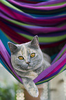 British shorthair