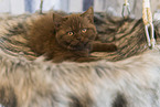 British Shorthair kitten