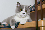 British shorthair