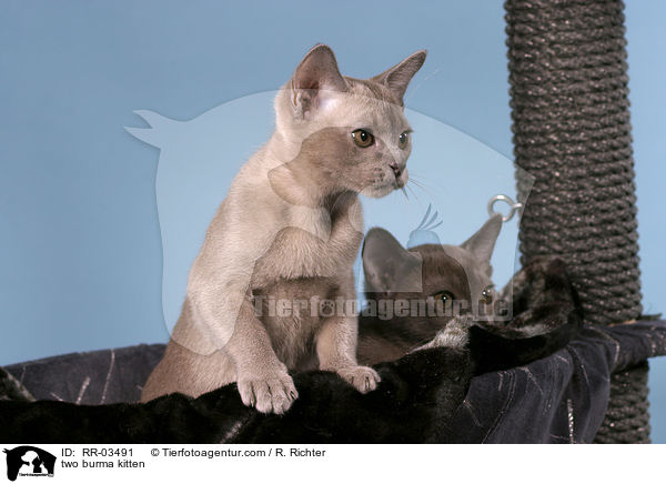 two burma kitten / RR-03491