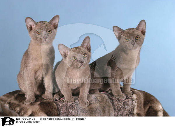 Drei Burma Ktzchen / three burma kitten / RR-03493