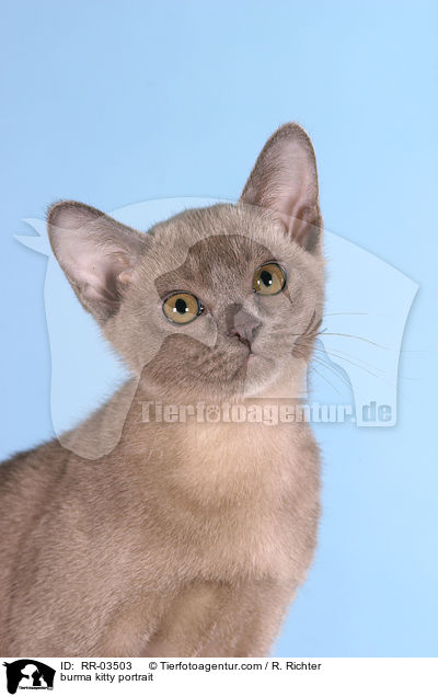 Burma Ktzchen Portrait / burma kitty portrait / RR-03503