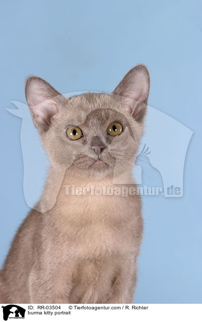 Burma Ktzchen Portrait / burma kitty portrait / RR-03504