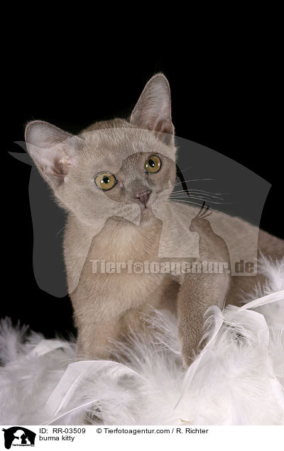 Burma Ktzchen / burma kitty / RR-03509
