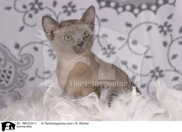 burma kitty / RR-03511