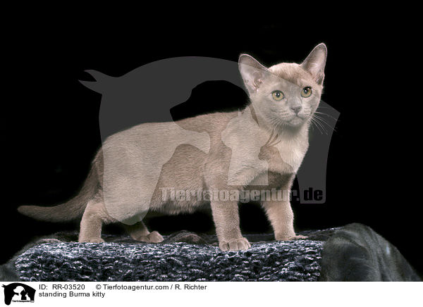 standing Burma kitty / RR-03520