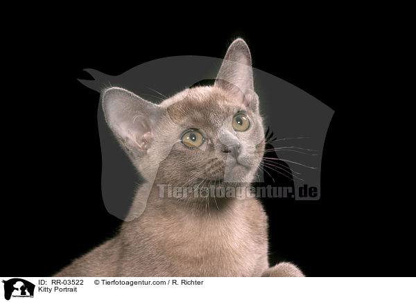 Burma Ktzchen / Kitty Portrait / RR-03522