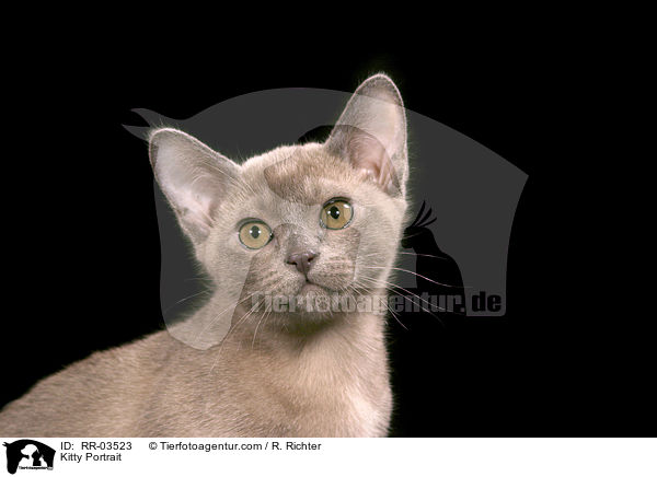 Burma Ktzchen / Kitty Portrait / RR-03523