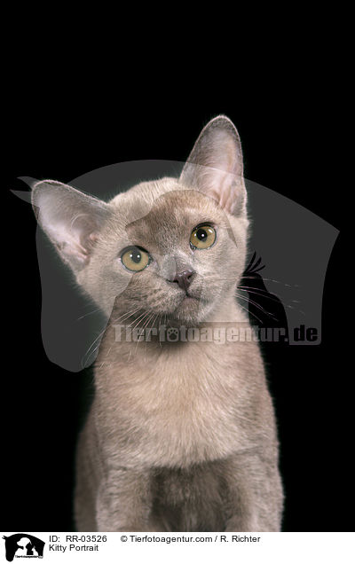 Burma Ktzchen / Kitty Portrait / RR-03526