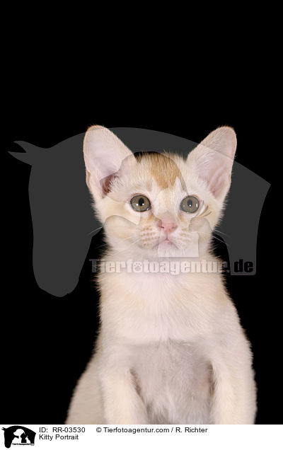 Burma Ktzchen / Kitty Portrait / RR-03530
