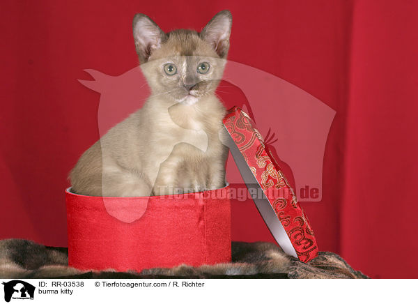 Burmaktzchen / burma kitty / RR-03538