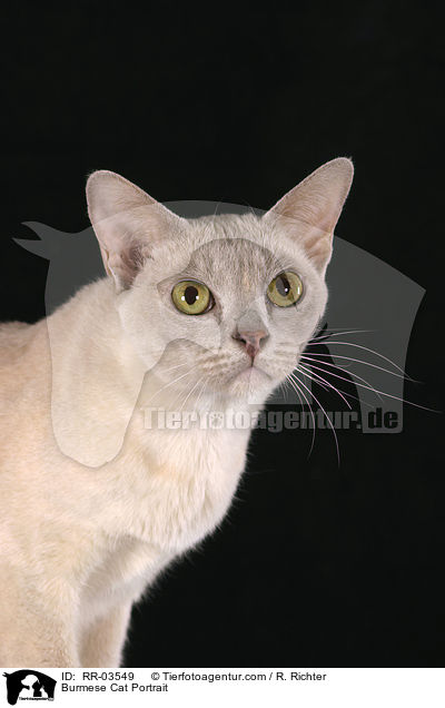 Burma Portrait / Burmese Cat Portrait / RR-03549